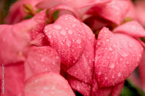 Close-up shot of pink flowers after rain