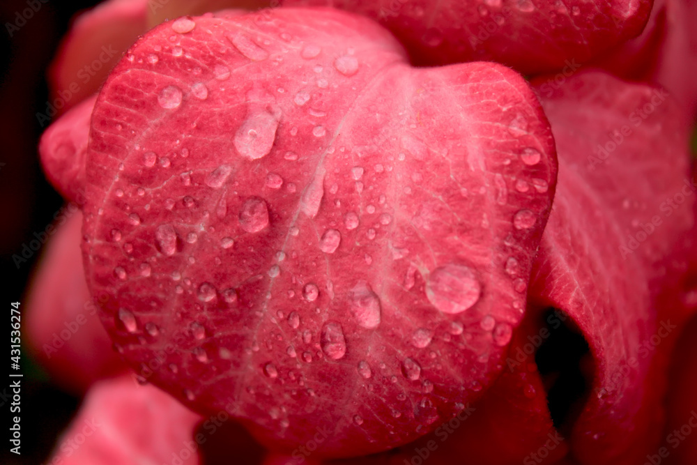 Close-up shot of pink flowers after rain Close-up shot of pink flowers after rain