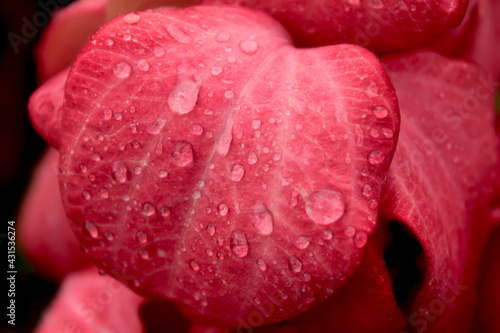 Close-up shot of pink flowers after rain