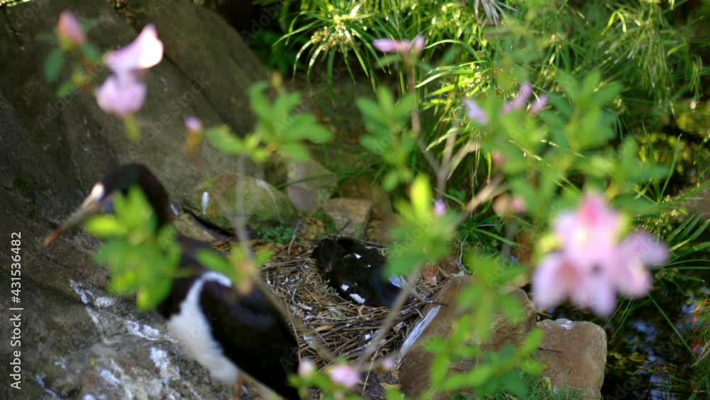 Peaceful black and white herons on nest behind green leaves Peaceful black and white herons on nest behind green leaves