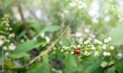 Ladybug on a branch of a tree among green leaves. © lens7 