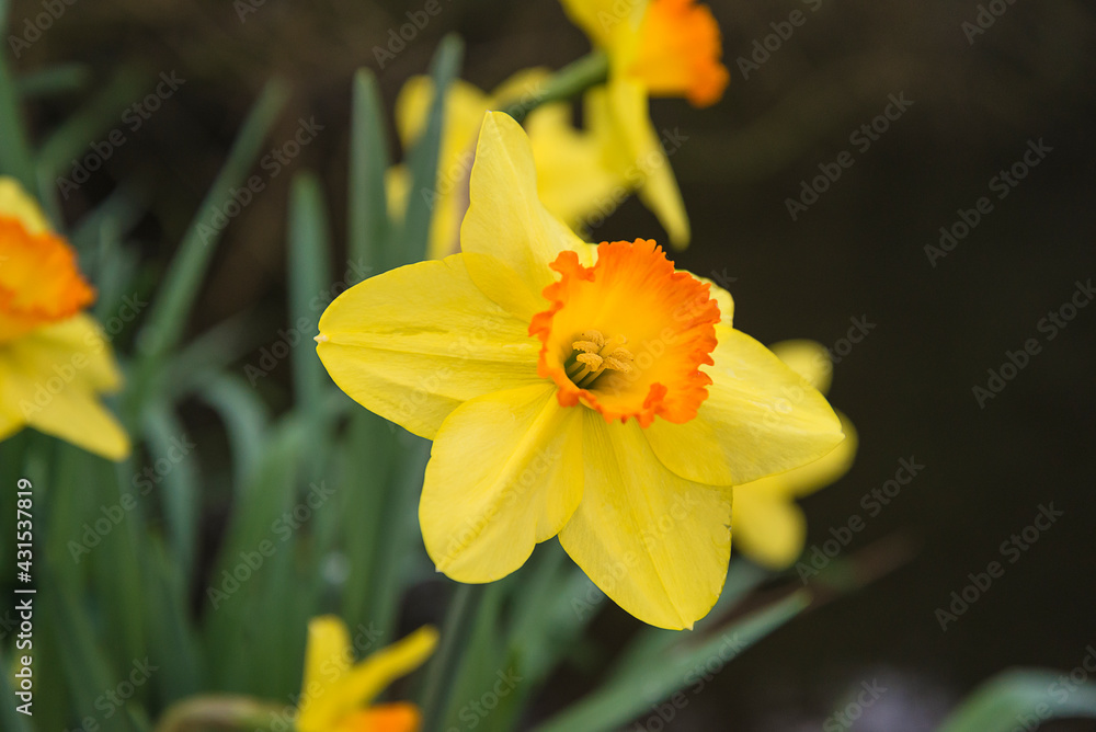 Beautiful blooming yellow daffodil on dark background Beautiful blooming yellow daffodil on dark background