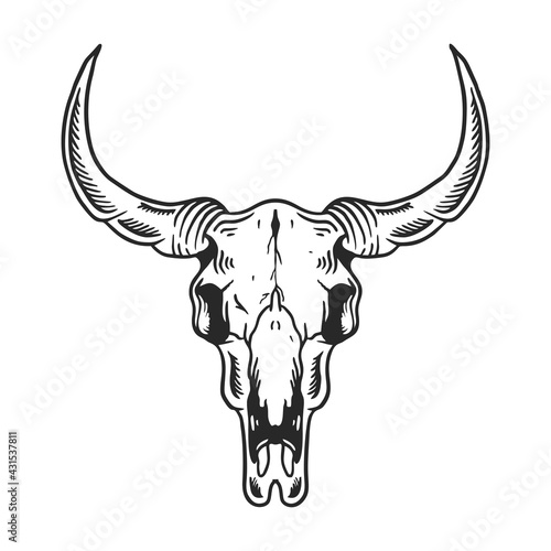 Vintage illustration of buffalo skull