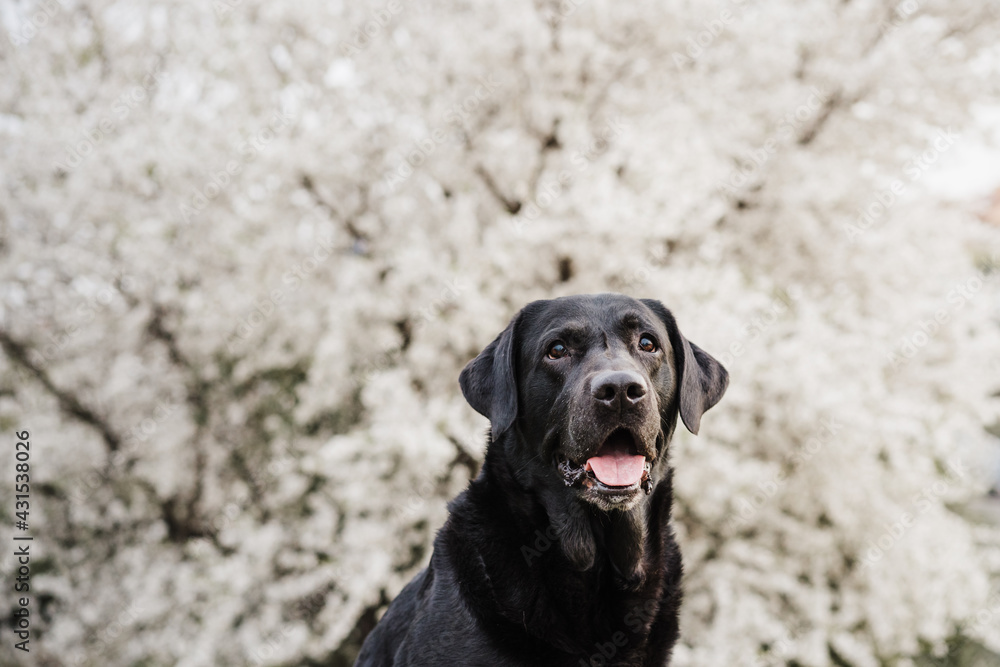 beautiful black labrador sitting outdoors in meadow over white almond tree flowers background. Spring time, happy pets in nature