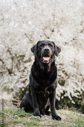 beautiful black labrador sitting outdoors in meadow over white almond tree flowers background. Spring time, happy pets in nature © Eva