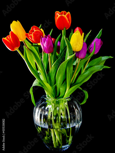 Bouquet of brightly coloured tulips in a glass vase with black background. Bright springtime flowers. Green leaves and colourful buds. Floral arrangement with dramatic look. Beautiful blooms. 