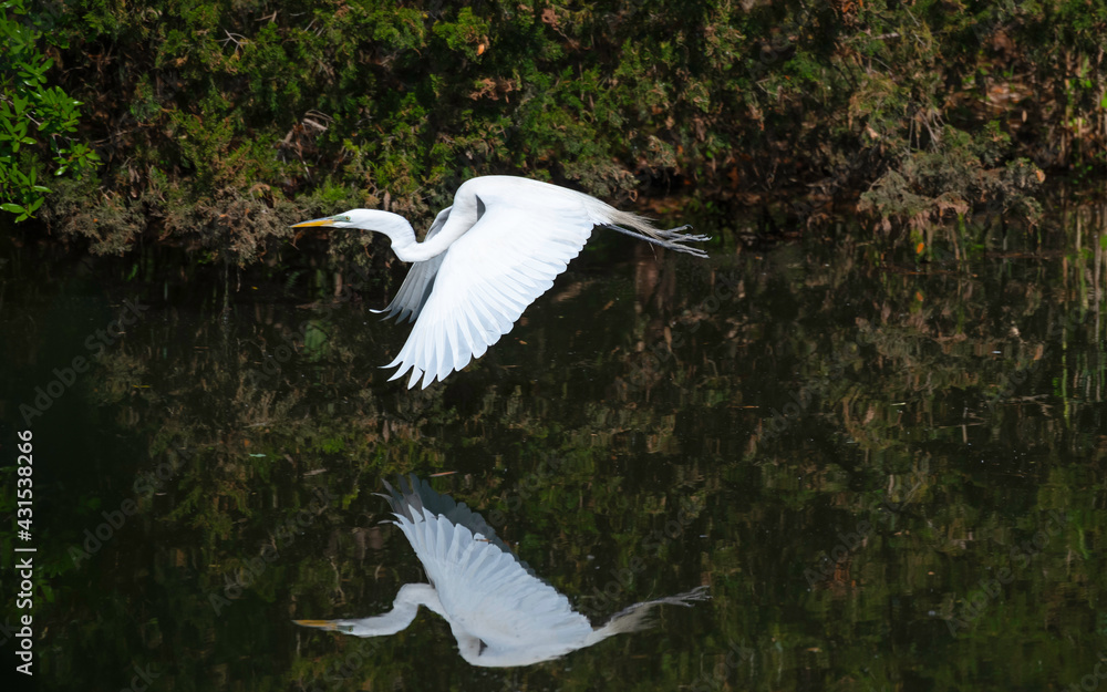 Naklejka premium Great Egret flying close to water with reflection in lake.