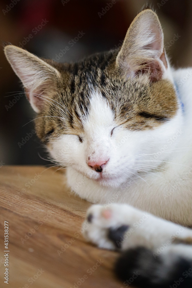 portrait of a cat sleeping ona wood table
