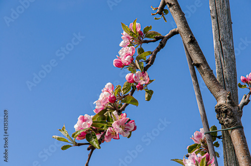 pear blossom
 photo