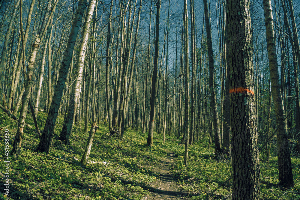 Fototapeta premium Forest background. Dark forrest nature view