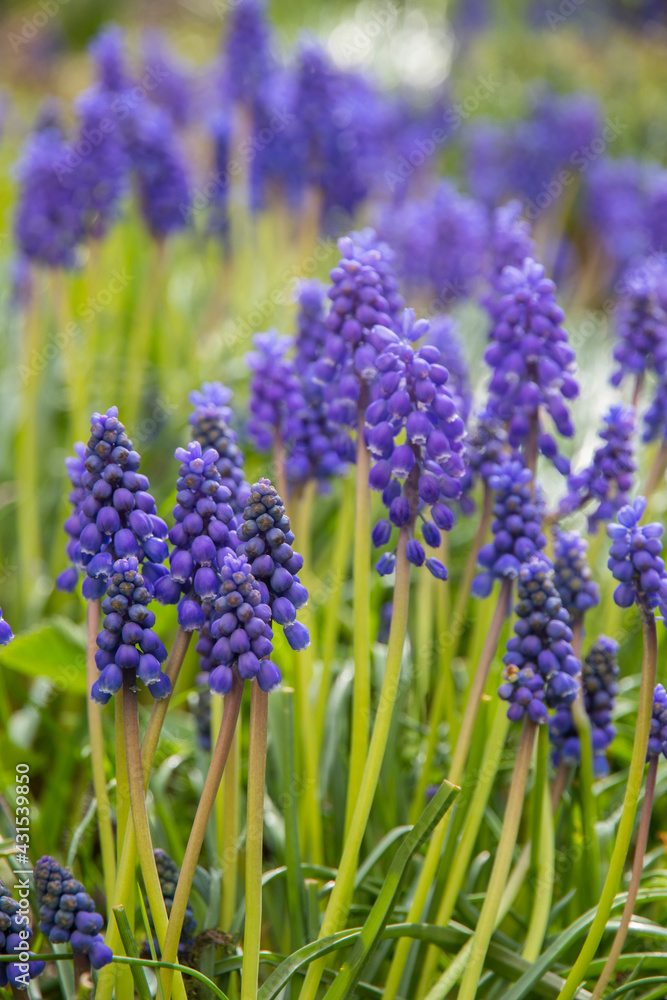 Fresh beautiful spring blue muscari flowers. Blue flowers blooming in the garden, selective focus, macro. Grape hyacinths Fresh beautiful spring blue muscari flowers. Blue flowers blooming in the garden, selective focus, macro. Grape hyacinths