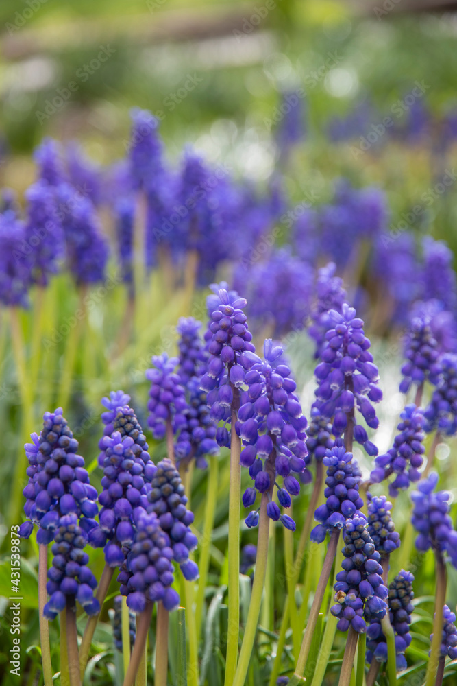Fototapeta premium Fresh beautiful spring blue muscari flowers. Blue flowers blooming in the garden, selective focus, macro. Grape hyacinths