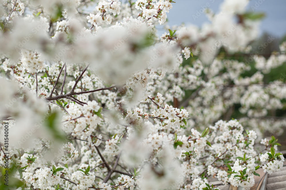 White Cherry Blossom Summer Sky White Cherry Blossom Summer Sky