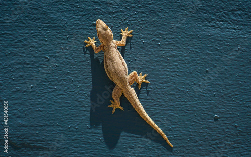 A photo of a lizard on a blue wall.