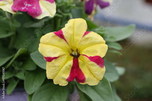 Striped red and yellow flowers of surfinia (ampelous petunia) in garden. Spring flowers. Floral postcard with surfinia. Garden, seasonal gardening. Striped surfinia blossom. Striped bloom of surfinia photo