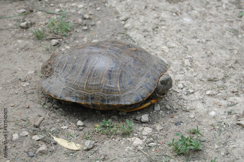 Popular small turtle living on land