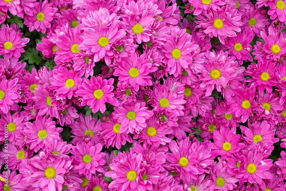 pink flowers in the garden texture background pink flowers in the garden texture background