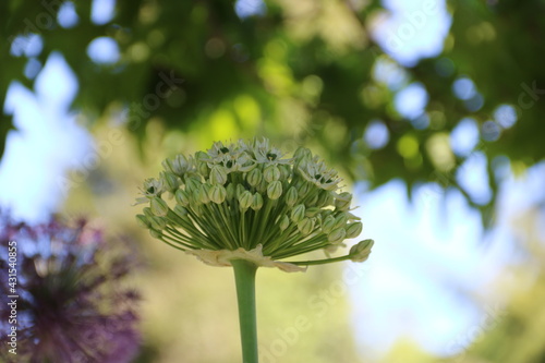 Knospen an Riesenlauch / Zierlauch / Alleum Giganteum blühen auf photo