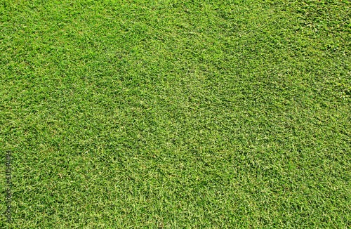 green grass background