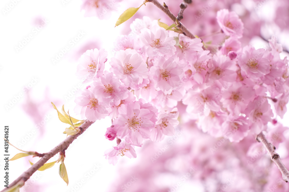 桜