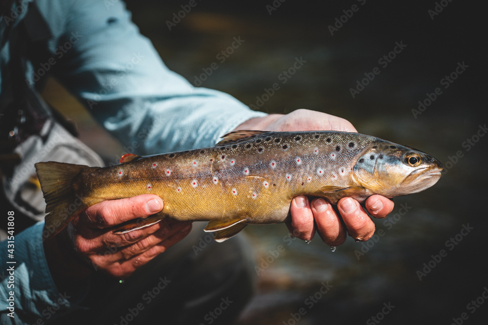 Obraz premium Frische Bachforelle beim Fliegenfischen gefangen