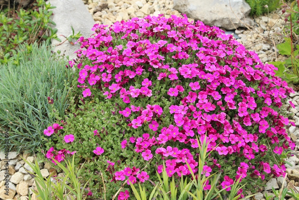 Aubrieta flowers in bloom in garden rockery Aubrieta flowers in bloom in garden rockery