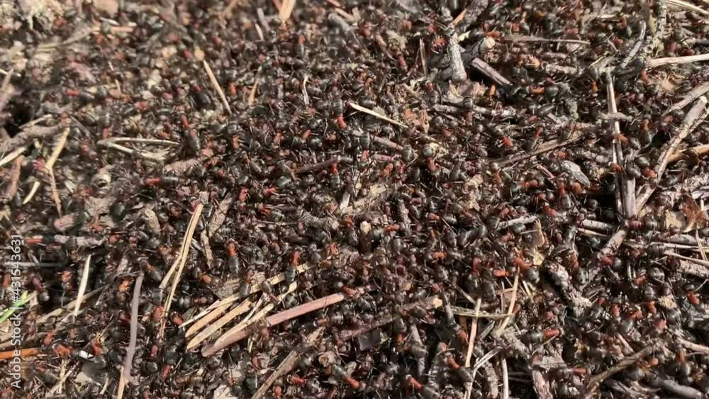 Red forest ants crawl around on the anthill in the sun. Red forest ants crawl around on the anthill in the sun.