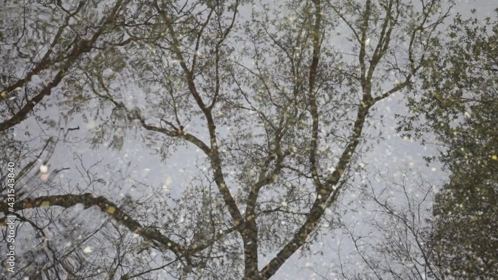 Small and gentle waves of water. Reflection of bare trees on the water surface. Drop is creating circles. High frame rate. Small and gentle waves of water. Reflection of bare trees on the water surface. Drop is creating circles. High frame rate.