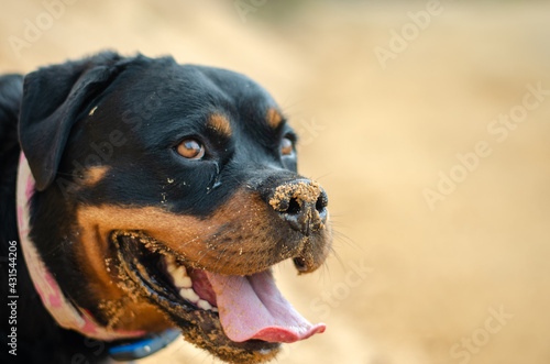 Rottweiler Paula photographed during the walk around © Michael