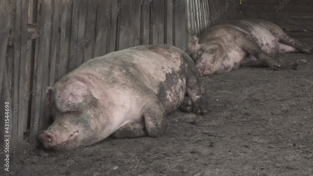 Two pigs sleeping