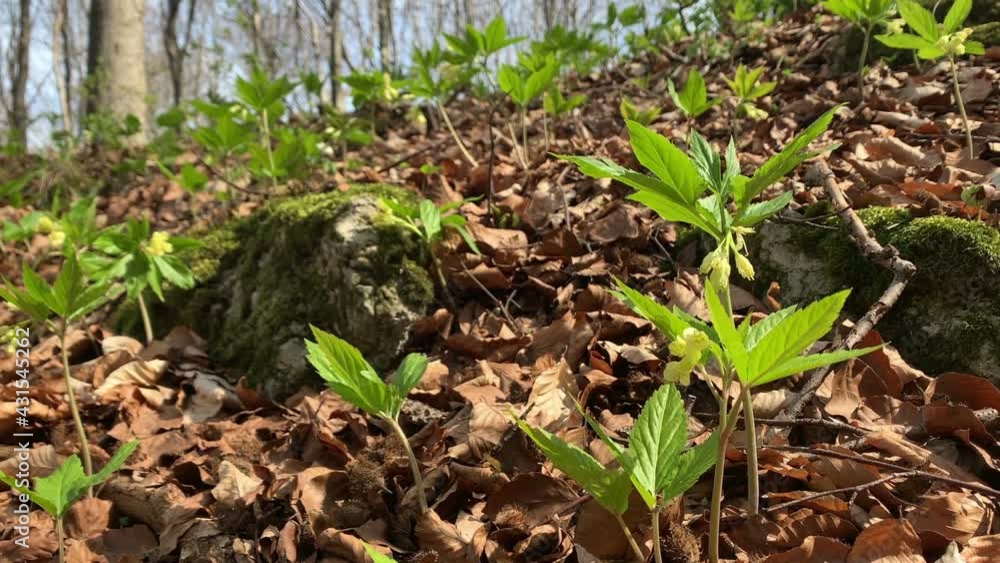 drooping bittercress bloom in the beech forest. drooping bittercress bloom in the beech forest.