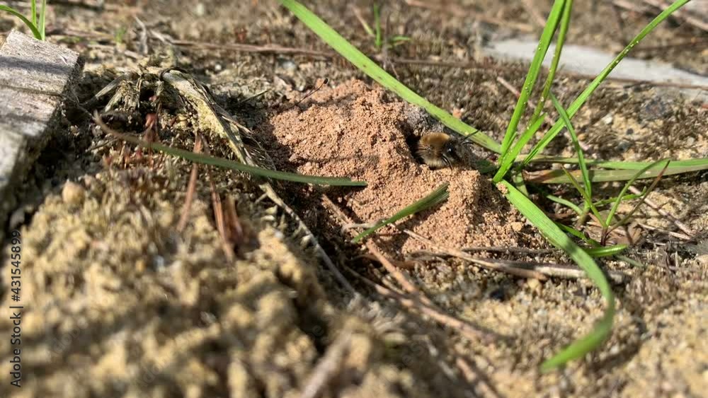 mining bee crawls from its hole in the ground to the surface. mining bee crawls from its hole in the ground to the surface.