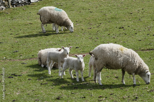Lambs in the Peak District