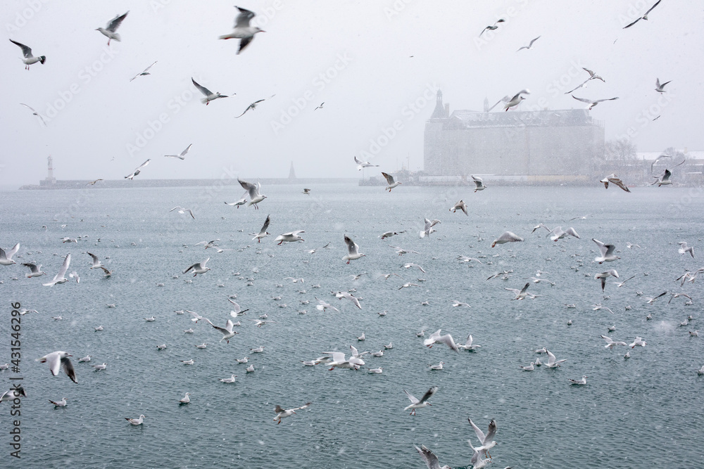 Seagulls on Kadikoy shore during heavy snowfall. For the first time after a long break, Istanbul turned to white with heavy snowfall on February 14, 2021, Turkey.