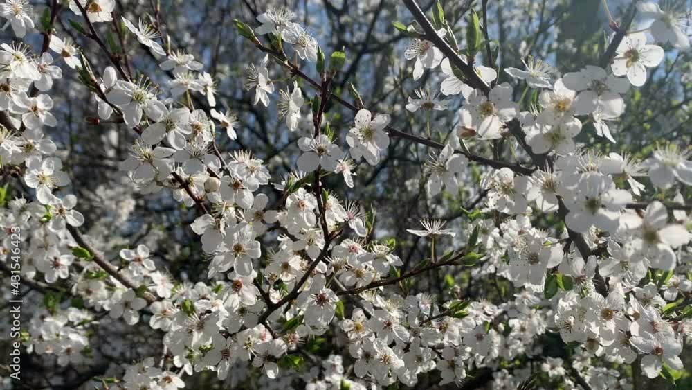 Flowering plum trees in the spring. Wind moves the branches Flowering plum trees in the spring. Wind moves the branches