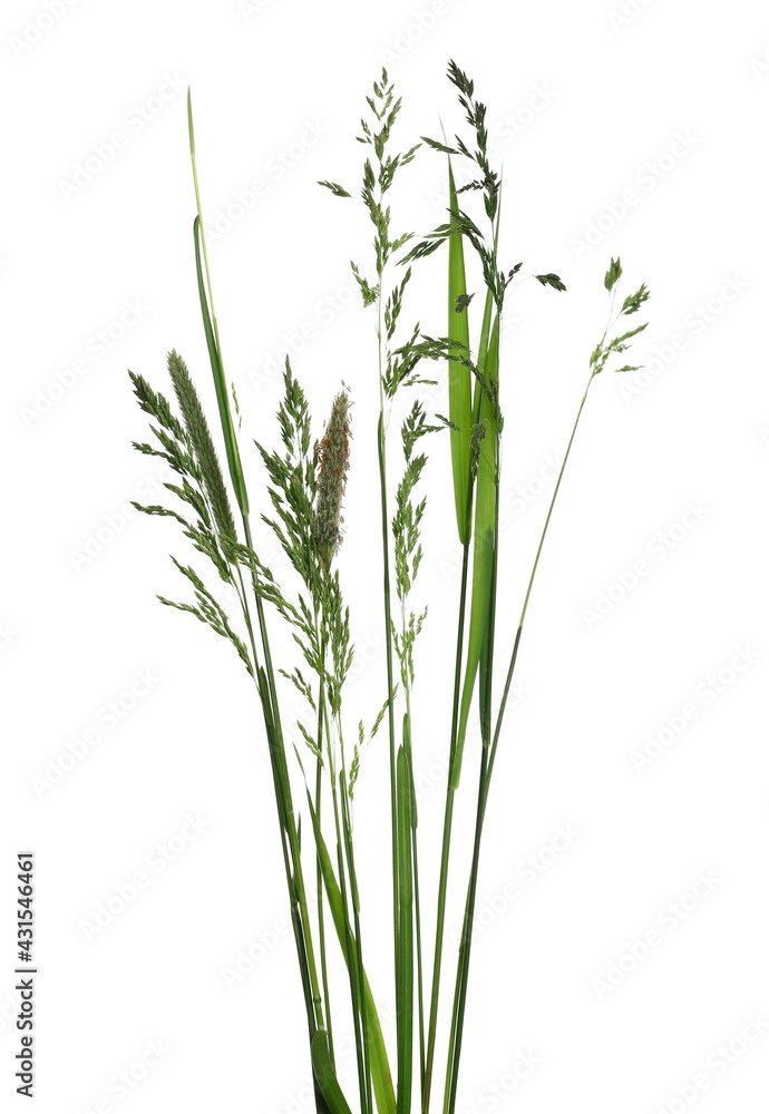 Green grass in spring isolated on white background with clipping path Green grass in spring isolated on white background with clipping path