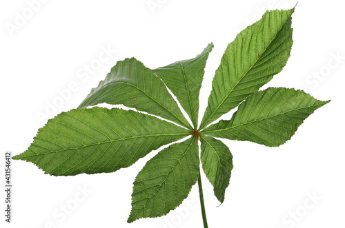 Horse-chestnut (Conker tree) leaf isolated on white 