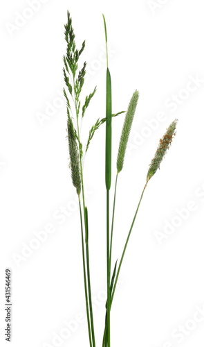 Green grass in spring isolated on white background with clipping path