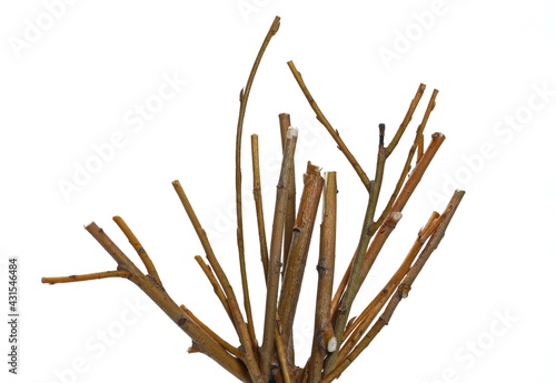 Dry branches weeping willow isolated on white background