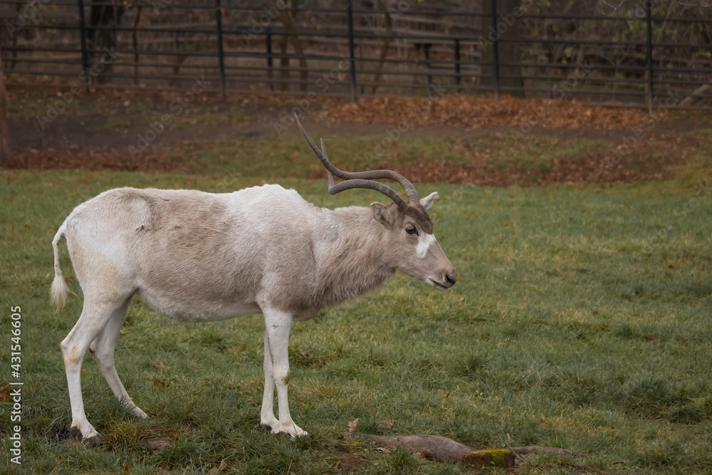 The addax, also known as the white antelope and the screwhorn antelope standing on green grass in its paddock. (Addax nasomaculatus) The addax, also known as the white antelope and the screwhorn antelope standing on green grass in its paddock. (Addax nasomaculatus)