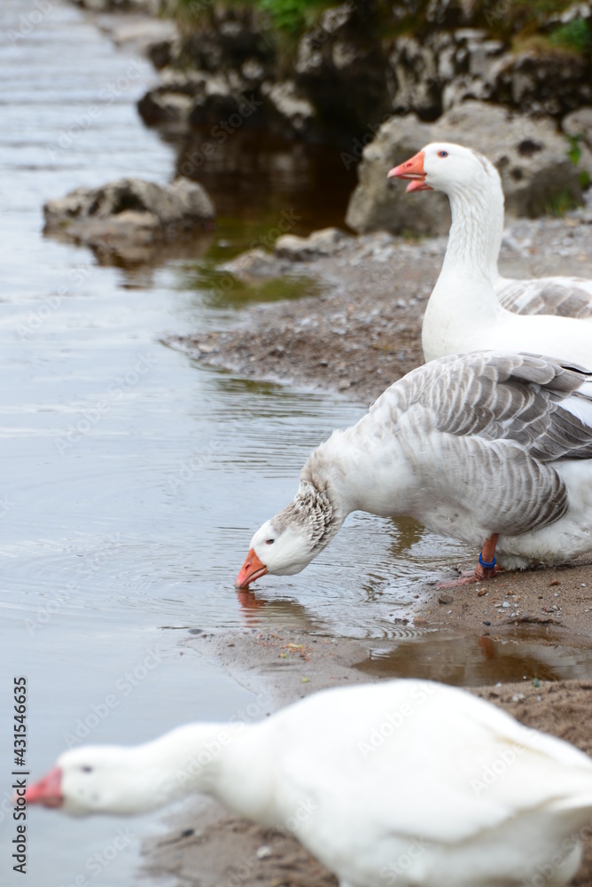 Fototapeta premium Geese