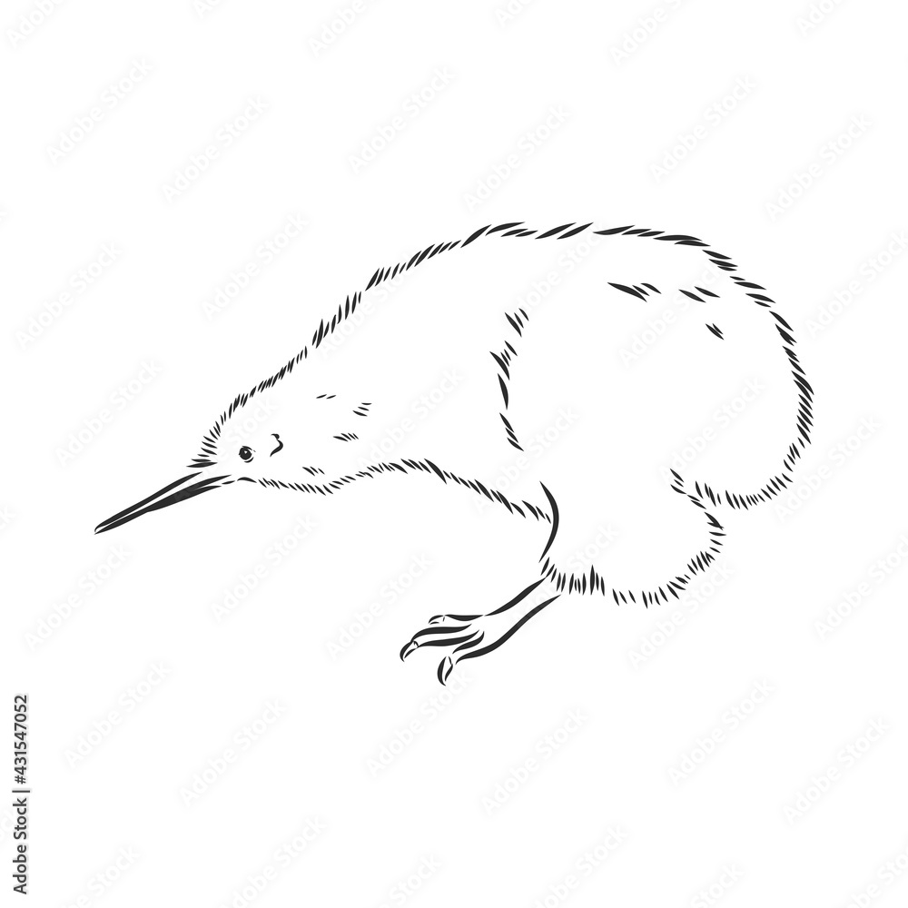 Obraz premium hand drawn, sketch, cartoon illustration of kiwi