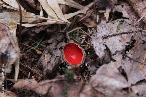 Sarcoscypha coccinea - a beautiful red mushroom in the form of a bowl (one of the names is the elven bowl), appears in the forests in the spring 