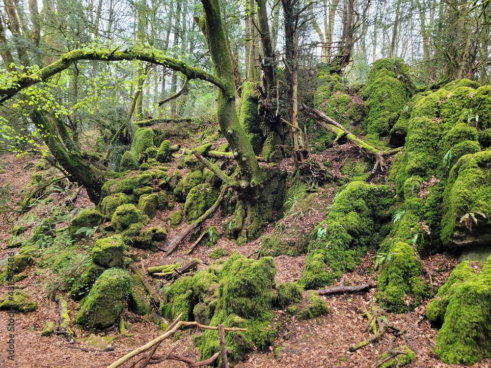 Fototapeta premium tropical forest