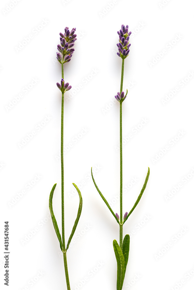 Naklejka premium Lavender flowers on a white background, isolated