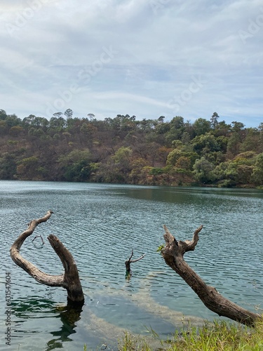 Tree  in the lake maar