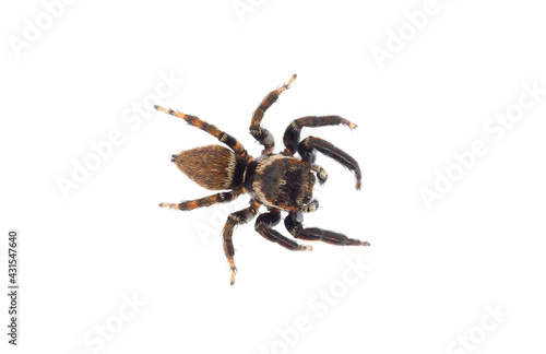 Jumping spider isolated on white background, Evarcha jucunda male