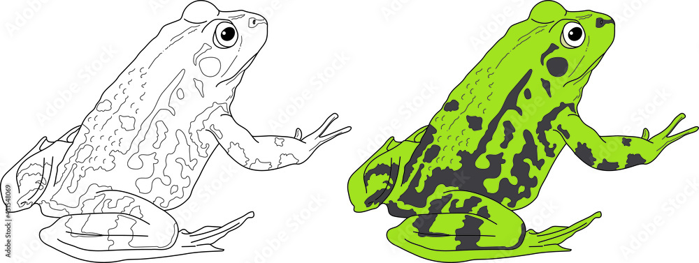 Frog vector drawing cartoon coloring for children line art and colored ...