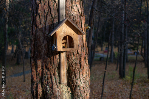 birdhouse on a tree with birds. autumn forest. Photo taken with selective focus and noise effect © Anna