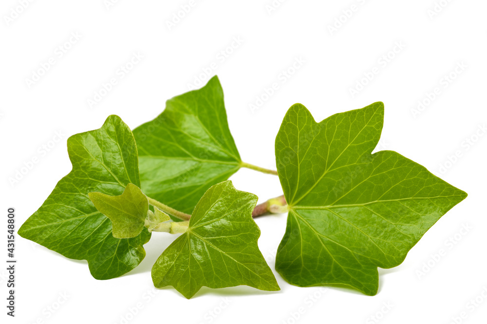 Ivy branch Ivy branch